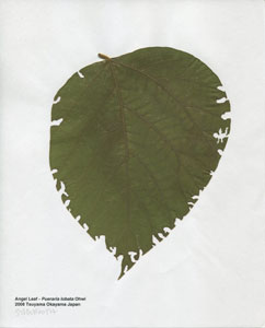 "Angel Leaf-Pueraria lobata Ohwi 2008 Tsuyama Okayama Japan"/太田三郎